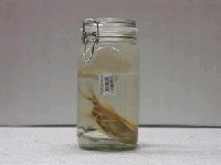 藏品(粗斑花鱸)的圖片